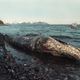 Image for article titled 30 years later, photos from the Exxon Valdez spill remain haunting
